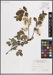 Foto von Salix cinerea L.
